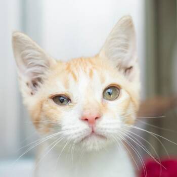 Pop -  Domestic Short Hair Cat for Adoption in Middletown, Rhode Island - Pop | PetCurious