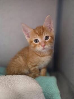 Squirtle -  Domestic Short Hair Cat for Adoption in Liverpool, New York - Squirtle | PetCurious