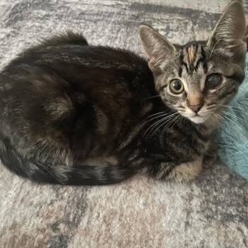 Whitney -  Domestic Short Hair Cat for Adoption in Hemet, California - Whitney | PetCurious