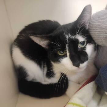 Rescue Domestic Short Hair Cats for Adoption in Wilmington, Delaware - Michy | PetCurious