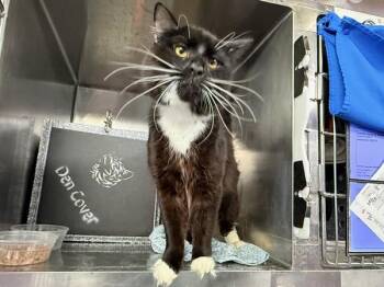 Mango -  Domestic Short Hair Cat for Adoption in New York, New York - Mango | PetCurious