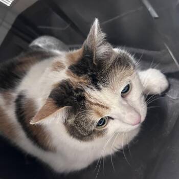 Bella -  Domestic Short Hair Cat for Adoption in Philadelphia, Pennsylvania - Bella | PetCurious