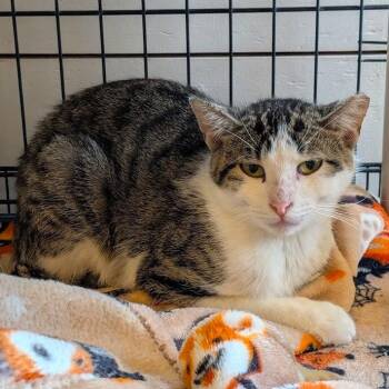 SWEET PEA -  Domestic Short Hair Cat for Adoption in La Crescent, Minnesota - SWEET PEA | PetCurious