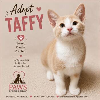 Taffy -  Domestic Short Hair Cat for Adoption in Byrdstown, Tennessee - Taffy | PetCurious