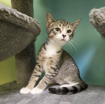 Frankie -  Domestic Short Hair Cat Available for Adoption - Frankie | PetCurious
