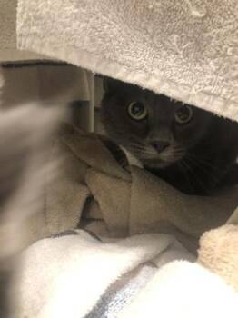 Domestic Short Hair Cats Available for Adoption in Hillsboro, Oregon - Jojo | PetCurious