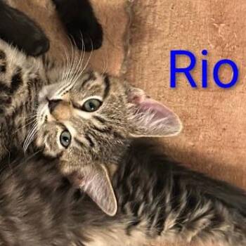 Rio -  Domestic Short Hair Cat for Adoption in Carmel, Indiana - Rio | PetCurious