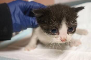 JIBLET -  Domestic Short Hair Cat for Adoption in Columbia, South Carolina - JIBLET | PetCurious