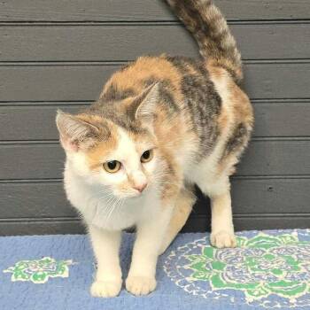 FOSTER NEEDED - Amity -  Domestic Short Hair Cat for Adoption - FOSTER NEEDED - Amity | PetCurious