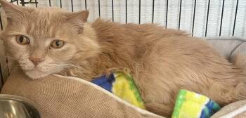Domestic Medium Hair Cats Available for Adoption in Southbury, Connecticut - PRINCE | PetCurious