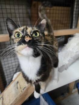 Domestic Short Hair Cats Available for Adoption in Salinas, California - Gretta | PetCurious