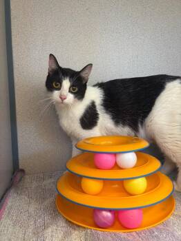 Cindy Lou Who -  Domestic Short Hair Cat for Adoption in Liverpool, New York - Cindy Lou Who | PetCurious
