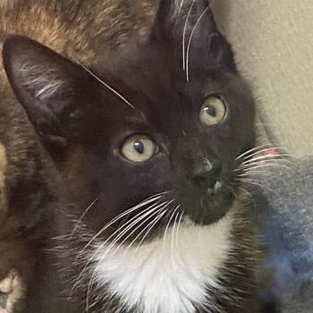 Tuxedo Cats Available for Adoption in Stanwood, Washington - Stratego | PetCurious