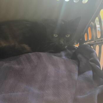 Saturnine -  Domestic Short Hair Cat for Adoption in Lynchburg, Virginia - Saturnine | PetCurious
