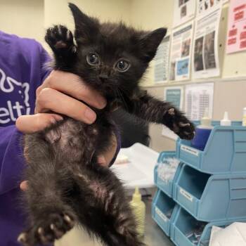 Chip -  Domestic Medium Hair Cat for Adoption in Chicago, Illinois - Chip | PetCurious