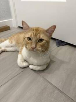 Billy Biscuits -  Domestic Short Hair and Tabby Cat for Adoption in Chandler, Arizona - Billy Biscuits | PetCurious