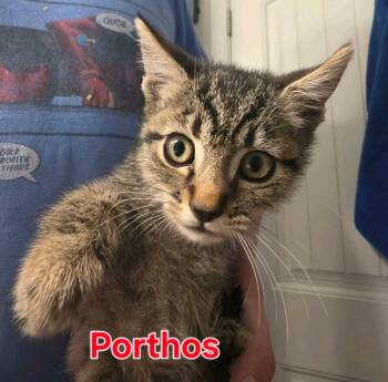 Porthos -  Domestic Medium Hair Cat for Adoption in Reno, Nevada - Porthos | PetCurious