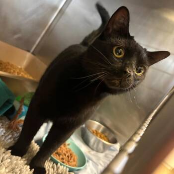 Melon -  Domestic Short Hair Cat for Adoption in Chehalis, Washington - Melon | PetCurious
