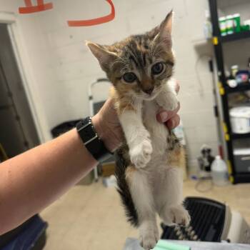 Rescue Domestic Short Hair Cats for Adoption in Enfield, New Hampshire - Ribbit | PetCurious