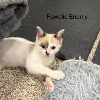 Pawblic Enemy--In Foster***ADOPTION PENDING*** -  Domestic Short Hair and Siamese Cat for Adoption in Fargo, North Dakota - Pawblic Enemy--In Foster***ADOPTION PENDING*** | PetCurious
