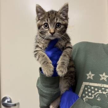 Estelle -  Domestic Short Hair Cat Available for Adoption in Kearney, Nebraska - Estelle | PetCurious