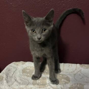 Elphaba -  Domestic Short Hair Cat for Adoption in NEW PT RICHEY, Florida - Elphaba | PetCurious