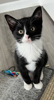 Rescue Domestic Short Hair Cats for Adoption in Franklin, Tennessee - KITTEN TASHA | PetCurious
