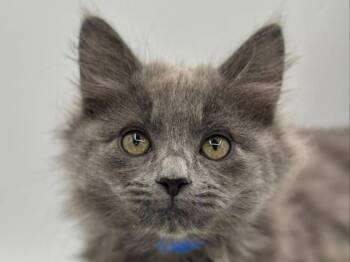 Tupperware -  Domestic Long Hair Cat Available for Adoption in Portland, Oregon - Tupperware | PetCurious