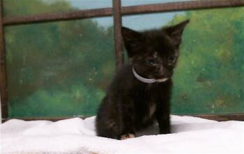 MELY -  Domestic Short Hair Cat for Adoption in Houston, Texas - MELY | PetCurious
