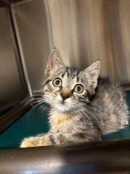 Minnie -  Domestic Short Hair Cat for Adoption in Metter, Georgia - Minnie | PetCurious