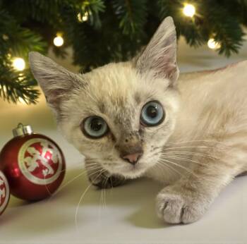 Rescue Siamese and Domestic Short Hair Cats for Adoption in Hillsboro, Texas - Blush — The Tiny Tortie Point Bringing Big Christmas Magic! | PetCurious