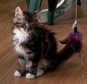 Otto -  Domestic Medium Hair Cat for Adoption in Cincinnati, Ohio - Otto | PetCurious