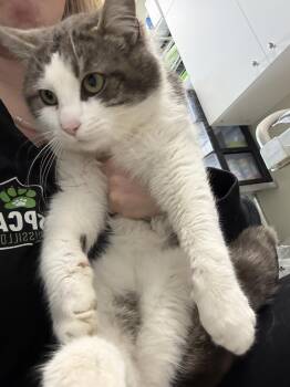 Domestic Short Hair Cats Available for Adoption - Kovu | PetCurious