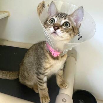 Geordi -  Domestic Short Hair Cat for Adoption in Woodinville, Washington - Geordi | PetCurious