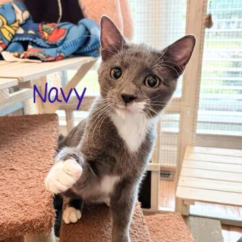 Navy...bonded with Starsky -  Domestic Short Hair Cat for Adoption in Murfreesboro, Tennessee - Navy...bonded With Starsky | PetCurious