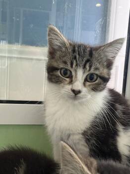 American Shorthair Cats Available for Adoption in Barboursville, West Virginia - Ethel | PetCurious