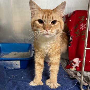 Domestic Medium Hair Cats Available for Adoption - Porter | PetCurious