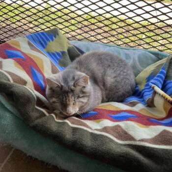 Domestic Short Hair Cats Available for Adoption in Kyle, Texas - NOVA | PetCurious