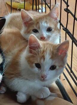 Domestic Short Hair Cats Available for Adoption - Zippy | PetCurious