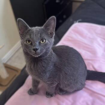 Rescue Russian Blue and Domestic Short Hair Cats for Adoption in Allen, Texas - Ziggy (Russian Blue Mix) | PetCurious
