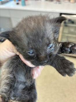 Crystal (purple) -  Domestic Short Hair Cat for Adoption in Lafayette, Indiana - Crystal (purple) | PetCurious