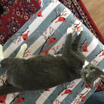 Rescue American Shorthair Cats for Adoption in Charlotte, North Carolina - Daisy | PetCurious