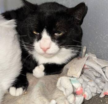 Rescue Domestic Short Hair Cats for Adoption in Quilcene, Washington - Dandy | PetCurious