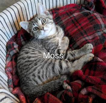Moss -  Domestic Short Hair Cat for Adoption in Cincinnati, Ohio - Moss | PetCurious