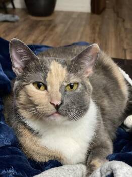 Callie -  Domestic Short Hair and Dilute Calico Cat for Adoption in Sunnyvale, California - Callie | PetCurious