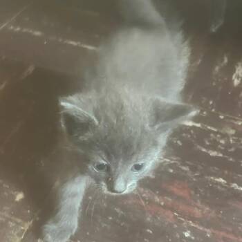 Moby -  Domestic Short Hair Cat for Adoption in Muncie, Indiana - Moby | PetCurious
