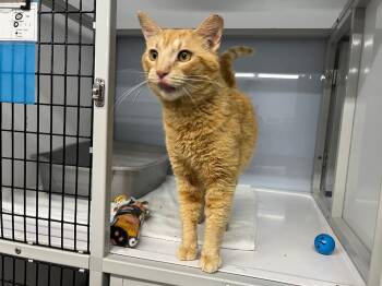 Domestic Short Hair Cats Available for Adoption in Raleigh, North Carolina - Craigory | PetCurious