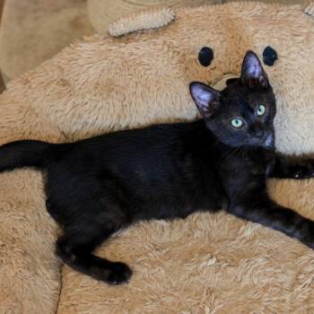 Frankie -  Domestic Short Hair Cat for Adoption in Los Angeles, California - Frankie | PetCurious