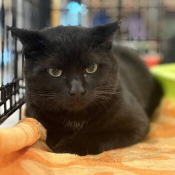 Domestic Short Hair Cats Available for Adoption - Lawrence | PetCurious