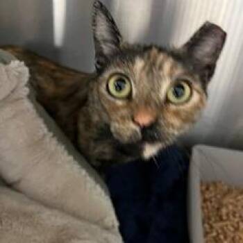 Tangie -  Domestic Short Hair Cat for Adoption in Buellton, California - Tangie | PetCurious